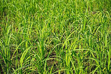 《生化危机：代号维罗妮卡》重制版或成为主系列大作 规格高