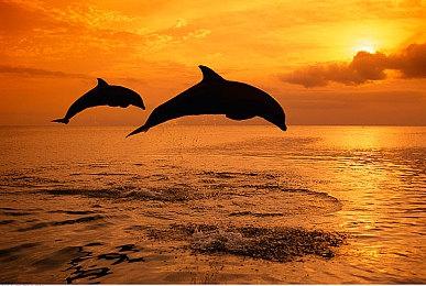 《欧陆风云5》预购PV公开 11月4日正式发售！